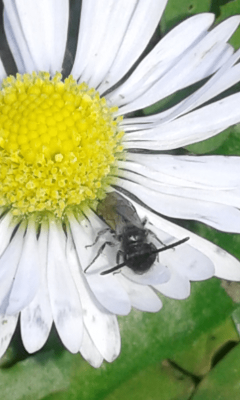 Apidae Andreninae?  S, Andrena (Micrandrena) sp.